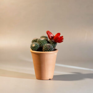 صبّار مزهر طبيعي – الوهج الأحمر