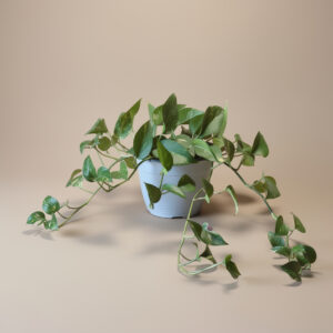 شلال الحياة – نبتة البوتس المتدلّية