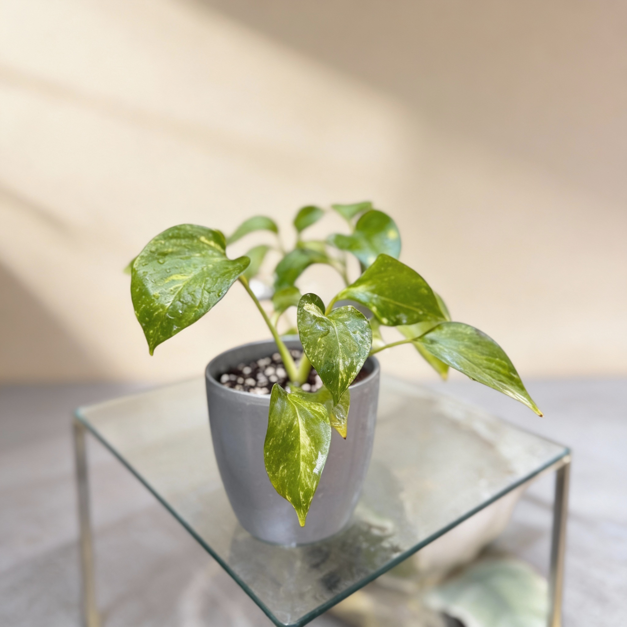 ورق وضياء - الصورة 2