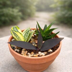 تنسيق نباتات عصارية طبيعية في أصيص فخاري أنيق