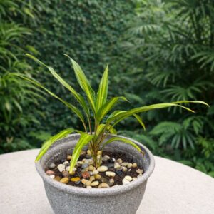 نبات دراسينا مخطط طبيعي في أصيص أسمنتي عصري