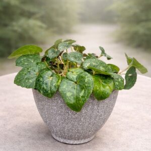 نبات بيغونيا خضراء طبيعية في أصيص أسمنتي أنيق